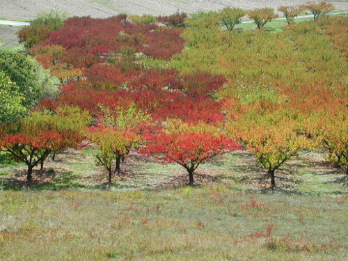 Montpezat-d'Agenais, par St-Médard et Saint-Jean-de-la-Balerme, Montpezat - photo 6