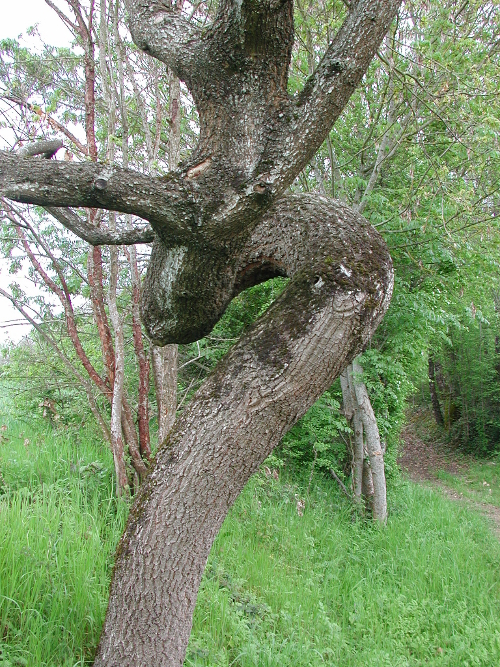 Quittimont, une église traditionnelle à clocher-mur