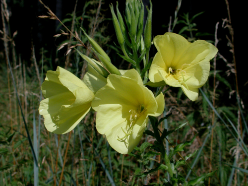 Lagruère, balade entre la Garonne et son Canal, Lagruère - photo 8