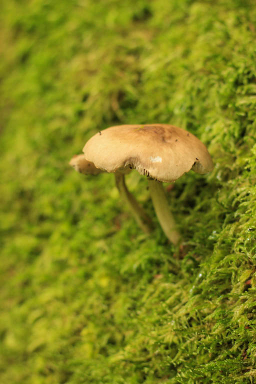 De Xaintrailles à Pompiey, lectures de paysage, Xaintrailles - photo 10