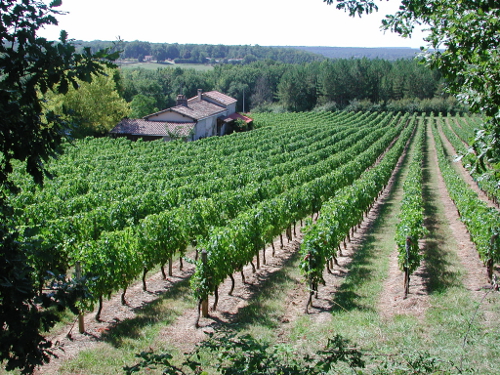 De Xaintrailles à Pompiey, lectures de paysage, Xaintrailles - photo 9