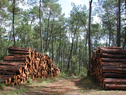 De Xaintrailles à Pompiey, lectures de paysage, Xaintrailles - photo 16