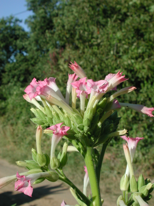 Unet, petite randonnée entre Garonne et Lot, Tonneins - photo 3