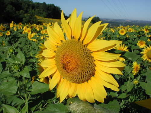Unet, petite randonnée entre Garonne et Lot, Tonneins - photo 2