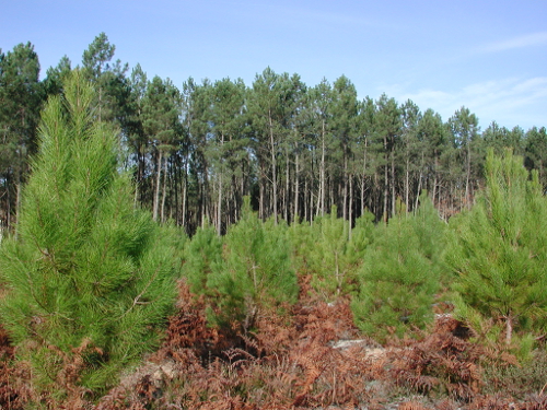 Allons, en forêt et sur une ancienne voie ferrée, Allons - photo 3