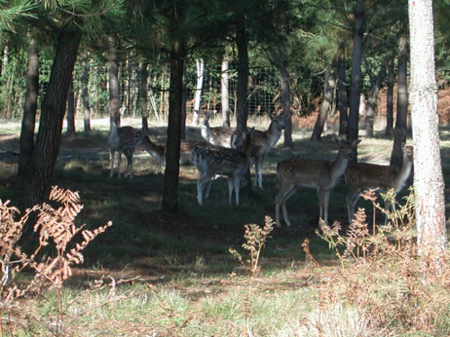 Allons, en forêt et sur une ancienne voie ferrée, Allons