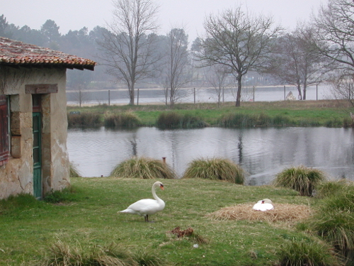 Casteljaloux, au pays des Cadets de Gascogne, Casteljaloux - photo 11