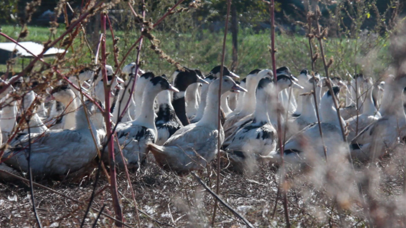 De Mézin, la Médiévale à Poudenas, l'Italienne, Mézin - photo 17