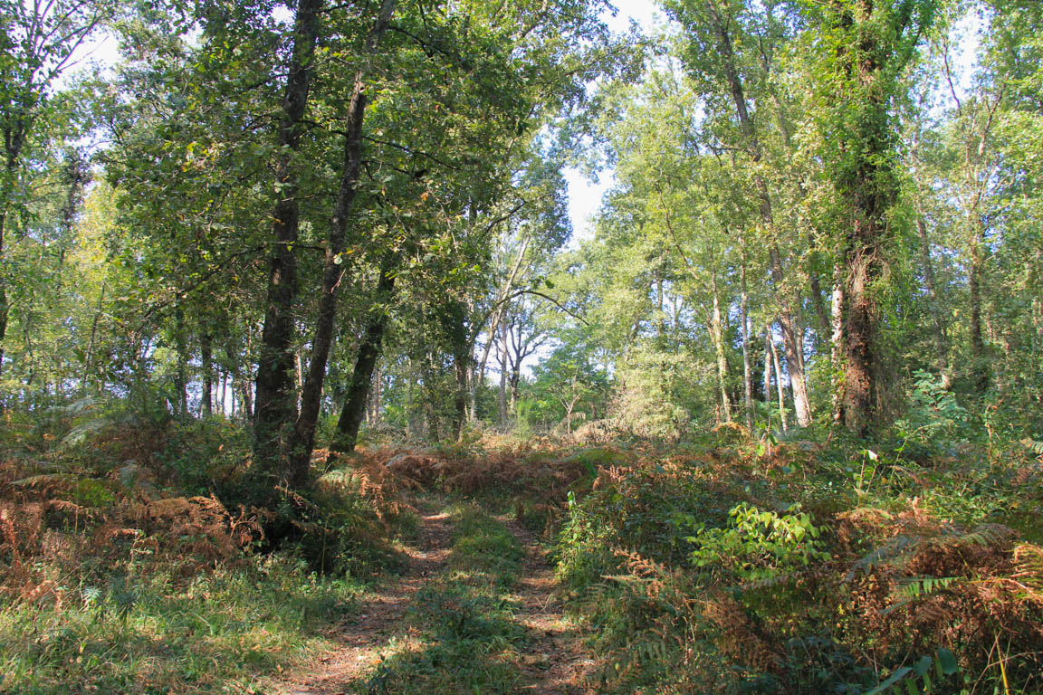 Lisse, aux portes de la forêt Landaise, Réaup-Lisse - photo 5