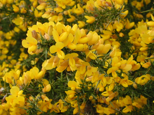 Lisse, aux portes de la forêt Landaise, Réaup-Lisse - photo 4