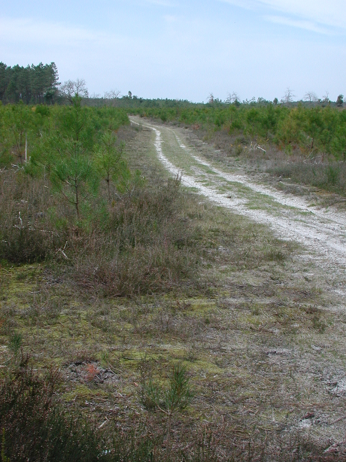 Lisse, aux portes de la forêt Landaise, Réaup-Lisse - photo 2