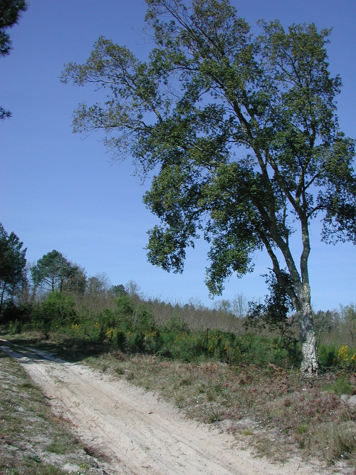 Réaup, longue randonnée dans la forêt Landaise, Réaup-Lisse - photo 3