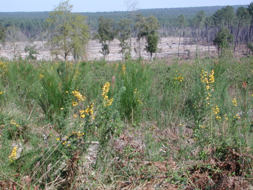 Réaup, longue randonnée dans la forêt Landaise, Réaup-Lisse - photo 9