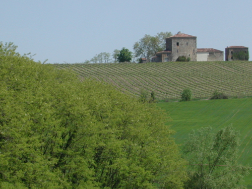 Sainte-Maure-de-Peyriac, l'arbre et le cep, Sainte-Maure-de-Peyriac - photo 4