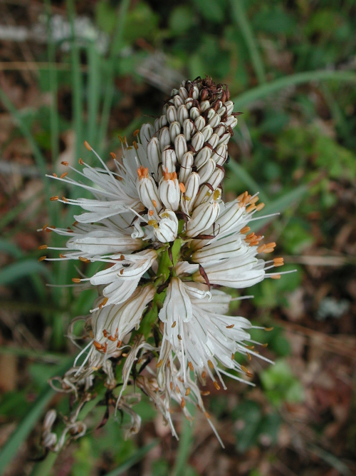 Sainte-Maure-de-Peyriac, l'arbre et le cep, Sainte-Maure-de-Peyriac - photo 6