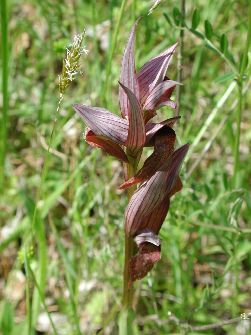 Campagnac, balade champêtre, Engayrac - photo 3