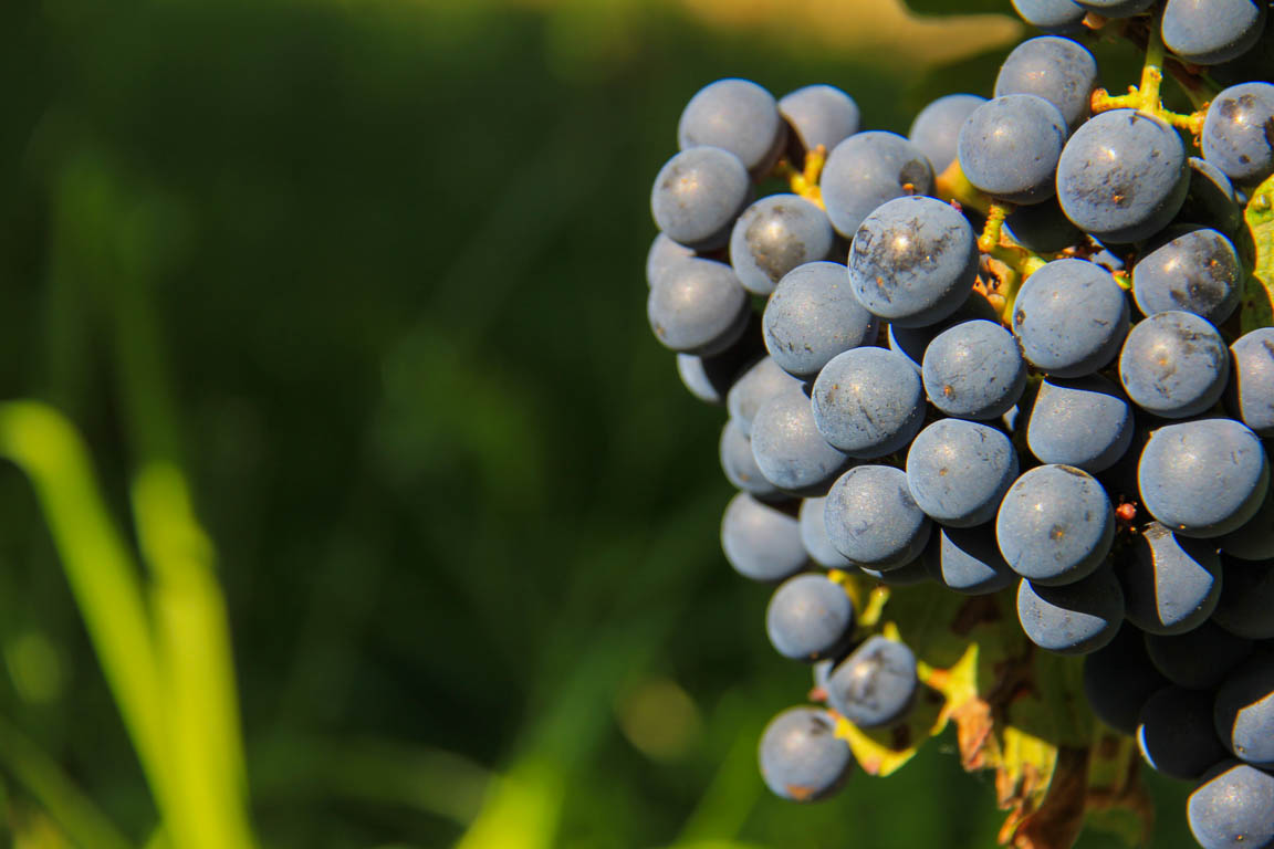 Buzet, un port entre Canal et Baïse, Buzet-sur-Baïse - photo 6