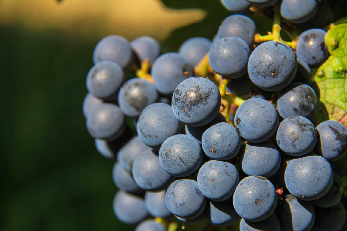 Buzet, un port entre Canal et Baïse, Buzet-sur-Baïse - photo 9