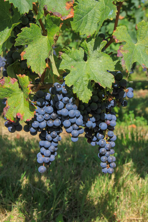 Buzet, un port entre Canal et Baïse, Buzet-sur-Baïse - photo 8