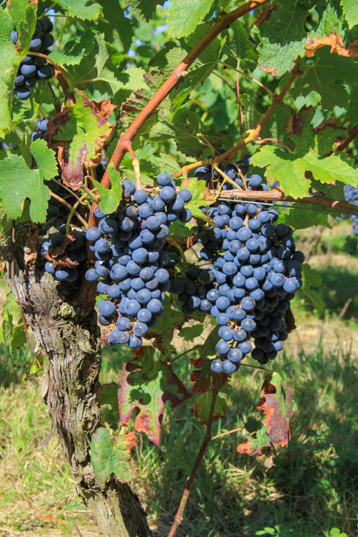 Buzet, un port entre Canal et Baïse, Buzet-sur-Baïse - photo 13