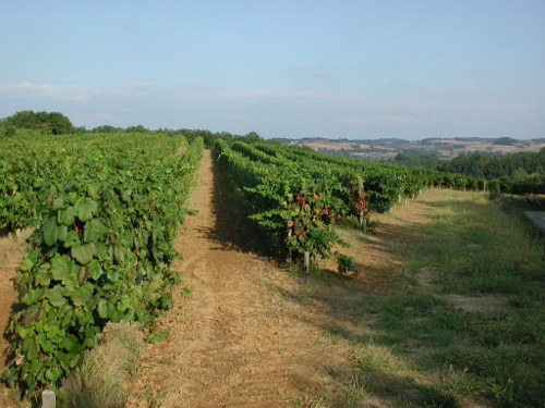 Buzet-sur-Baïse, randonnée autour du Château, Buzet-sur-Baïse - photo 11