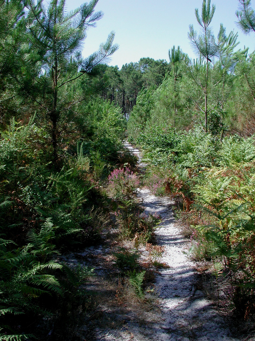 Gélise, frontière des sables, Barbaste - photo 4