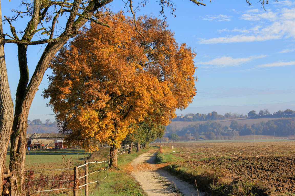 Cauderoue et Ste-Catherine, les pieds dans la Gélise, Barbaste - photo 3