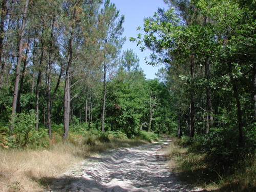 Cauderoue et Ste-Catherine, les pieds dans la Gélise, Barbaste - photo 11