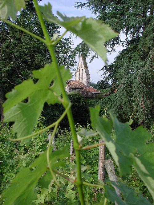 Vignes, pins et chênes lièges à Saint-Pierre-de-Buzet, Saint-Pierre-de-Buzet - photo 3