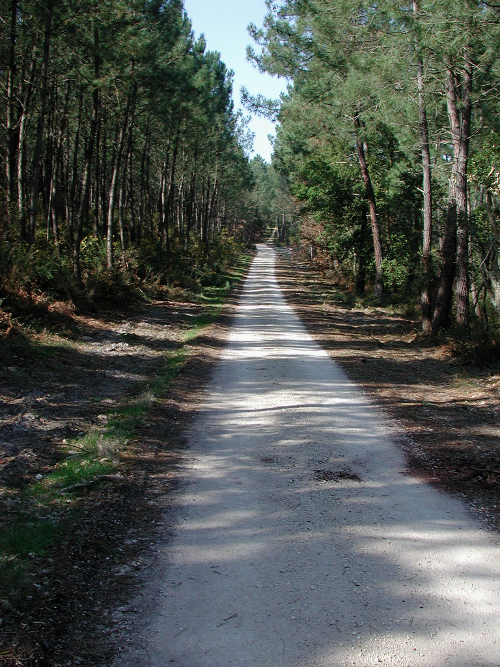 Vignes, pins et chênes lièges à Saint-Pierre-de-Buzet, Saint-Pierre-de-Buzet