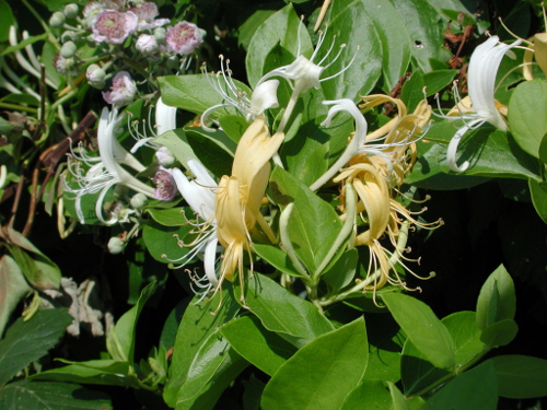 Lasserre, les perles du Perrou, Lasserre - photo 10