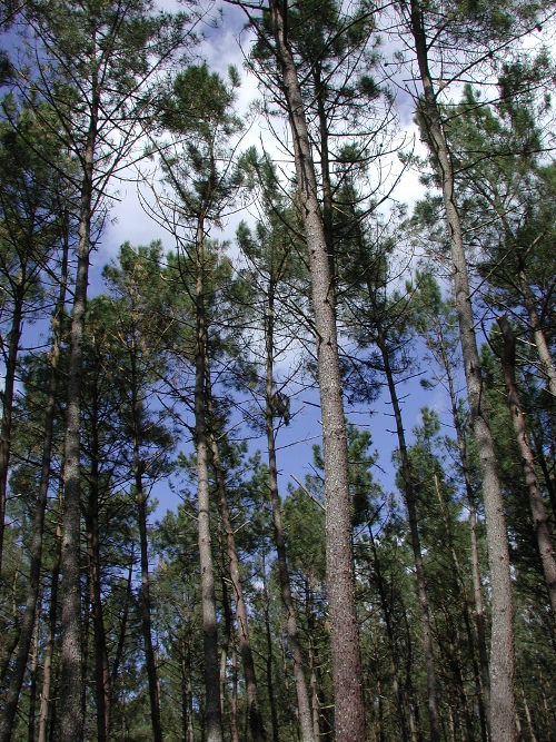 Fargues-sur-Ourbise, une île en forêt