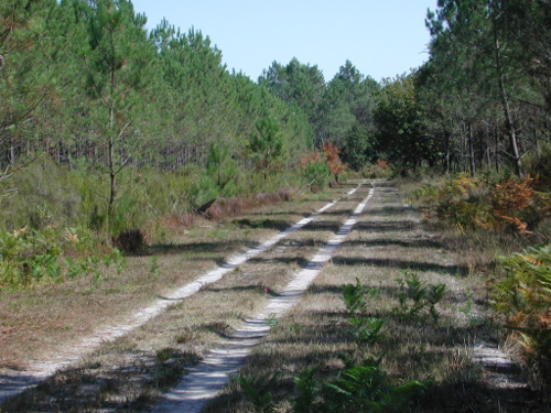 Houeillès, balade en forêt, Houeillès - photo 2