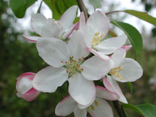 Labastide-Castel-Amouroux vers l’église de St-Gény, Labastide-Castel-Amouroux - photo 2