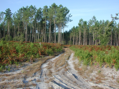 Pompogne, le clocher et le pin, Pompogne - photo 2