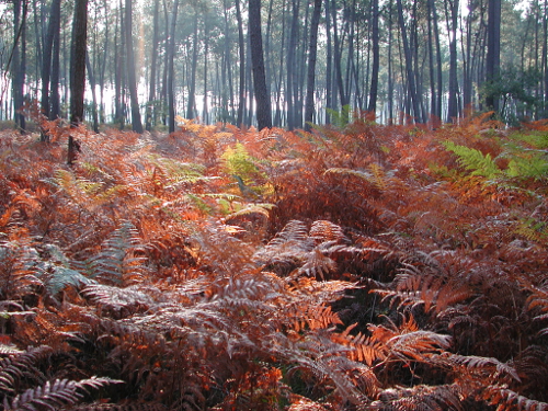 Campet, la seule forêt domaniale du département, Fargues-sur-Ourbise - photo 3