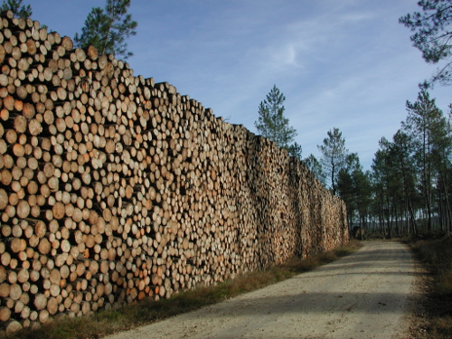 Campet, la seule forêt domaniale du département, Fargues-sur-Ourbise