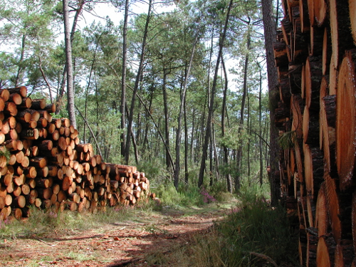 Ambrus, la balade forestière de Pelane, Ambrus - photo 3