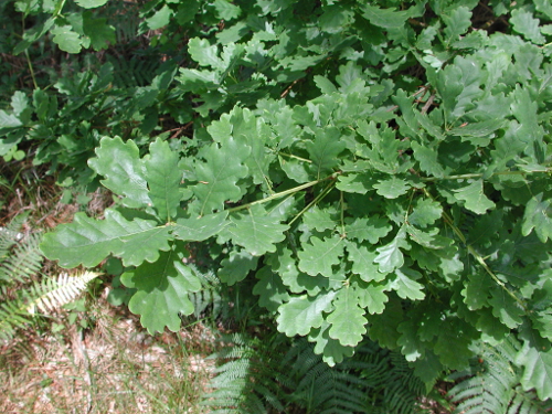 Andiran, balade autour du village, Andiran