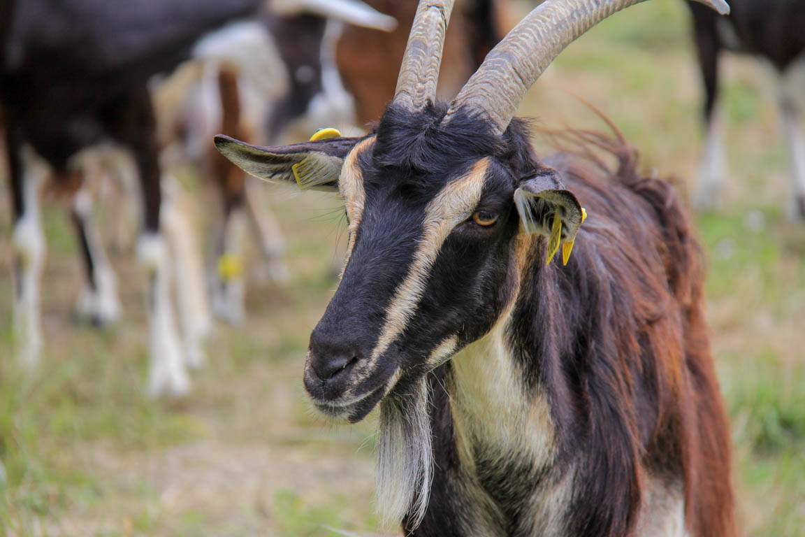 Artigues, dans les vallées d'Albret, Moncrabeau - photo 5