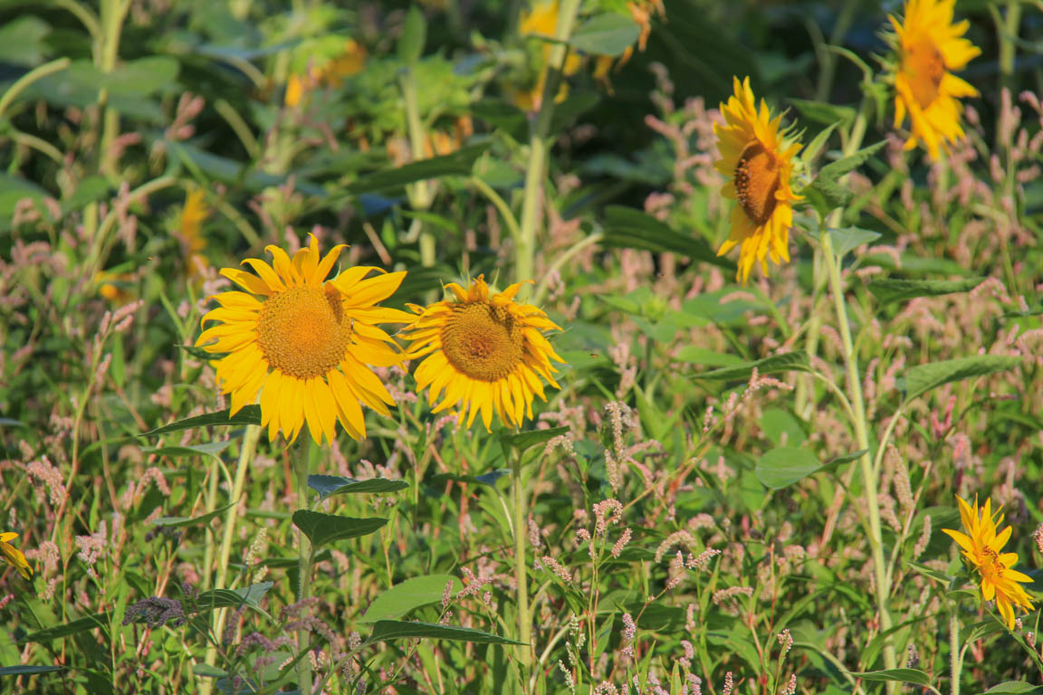 Francescas, circuit des pigeonniers de Gascogne, Francescas - photo 6