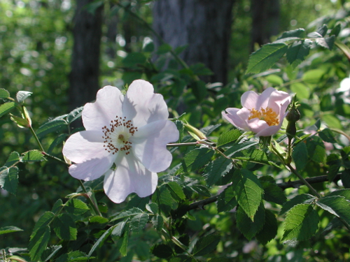 Moncaut, balade en Gascogne, Moncaut