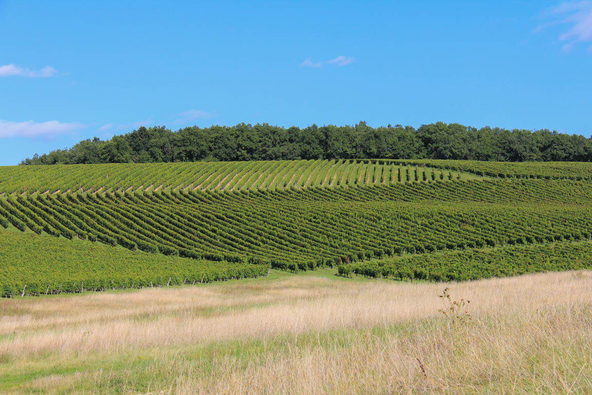 Le Saumont, randonnée autour du mont boisé, Saumont - photo 4