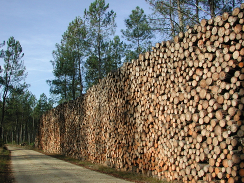 Sauméjan, vacances au « milieu de la forêt », Sauméjan