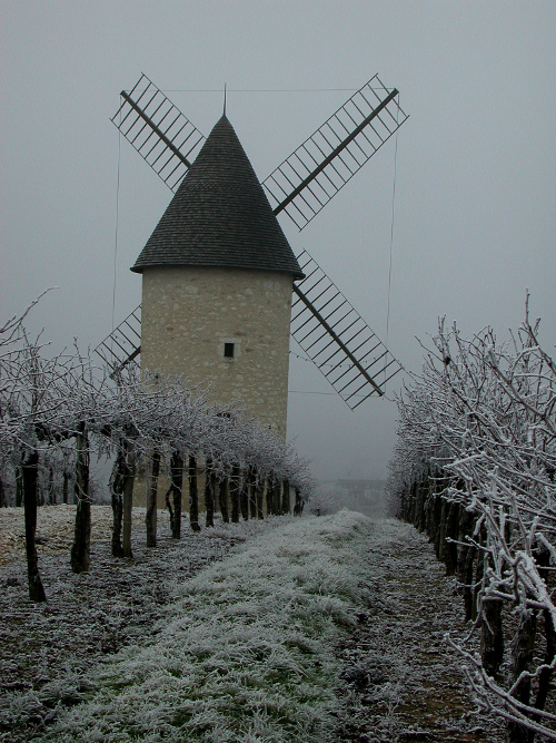 Saint-Léger, entre bois, vignes et vergers de pruniers, Villeneuve-de-Duras