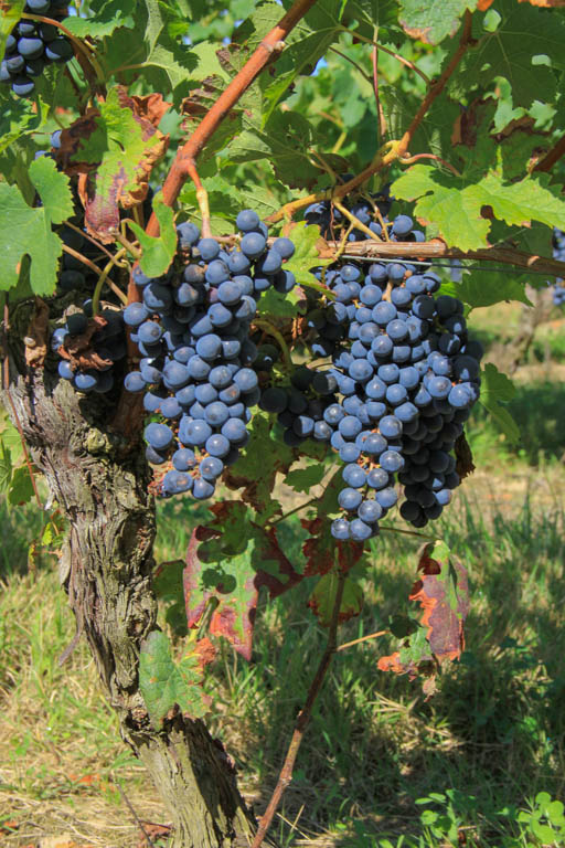 Buzet, un pont-canal sur la Baïse, Buzet-sur-Baïse - photo 8