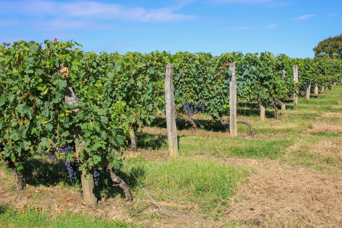 Buzet, un pont-canal sur la Baïse, Buzet-sur-Baïse - photo 4