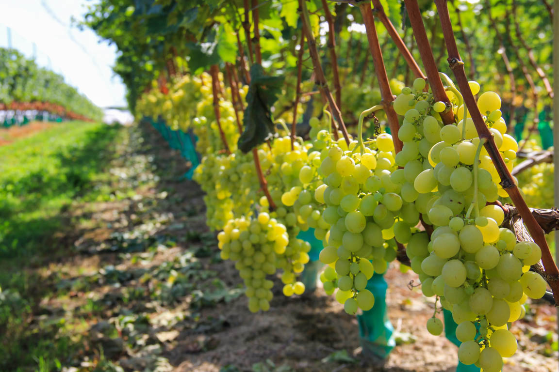 Buzet, un pont-canal sur la Baïse, Buzet-sur-Baïse - photo 11