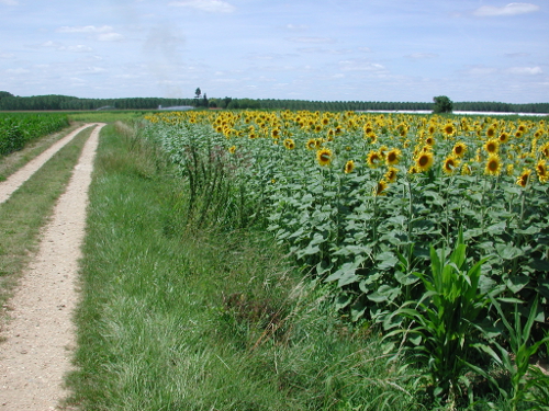 Thouars-sur-Garonne, de la Baïse à la Garonne, Thouars-sur-Garonne - photo 2