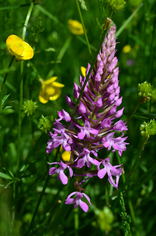 Saint-Pierre-de-Caubel, la balade de Matalinots, Pinel-Hauterive - photo 3